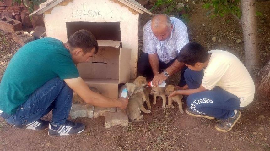 &Ouml;l&uuml;me Terk Edilen K&ouml;pek Yavrularına G&ouml;z&uuml; Gibi Bakıyorlar