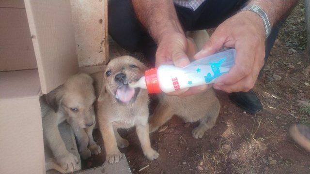 Ölüme Terk Edilen Köpek Yavrularına Gözü Gibi Bakıyorlar