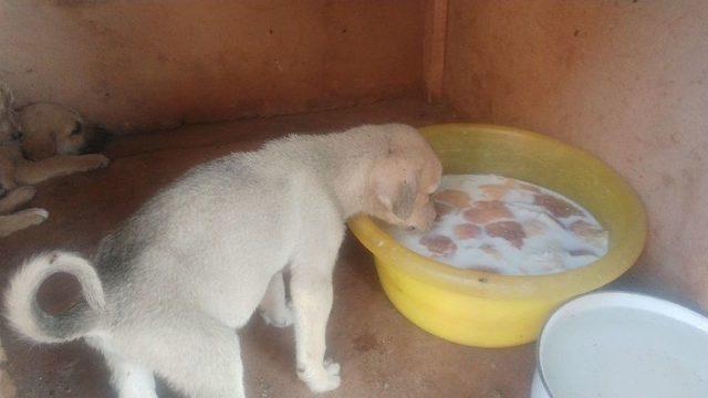 Ölüme Terk Edilen Köpek Yavrularına Gözü Gibi Bakıyorlar