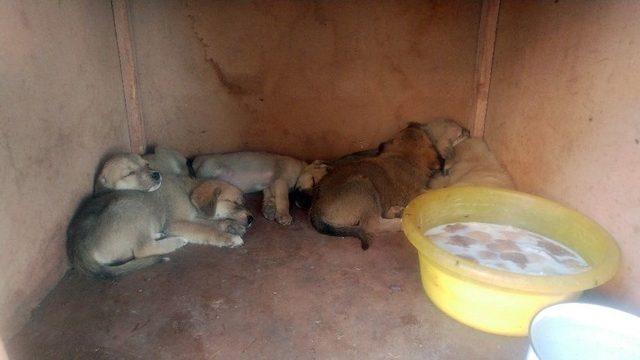 Ölüme Terk Edilen Köpek Yavrularına Gözü Gibi Bakıyorlar