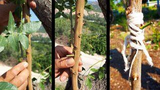 Antep Fıstığı Artık Eskişehir’de De Yetişiyor