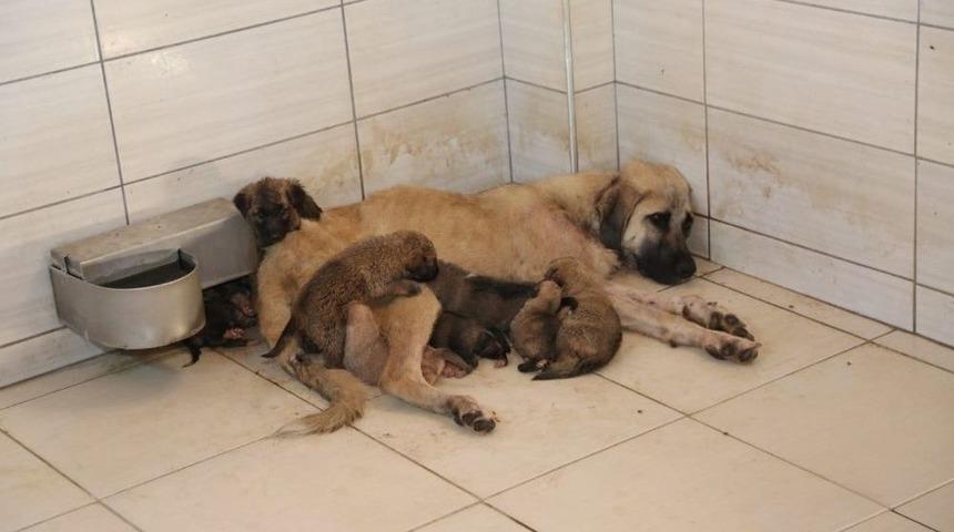 Yavru Köpeklere Önce Belediye Sonra Bir Anne Köpek Sahip Çıktı