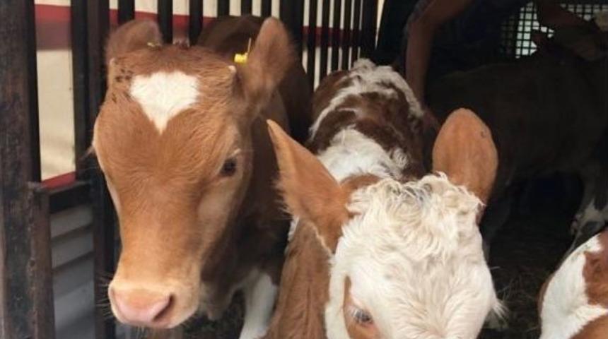 İki Haftalık K&uuml;pesiz Buzağılar Kesildi