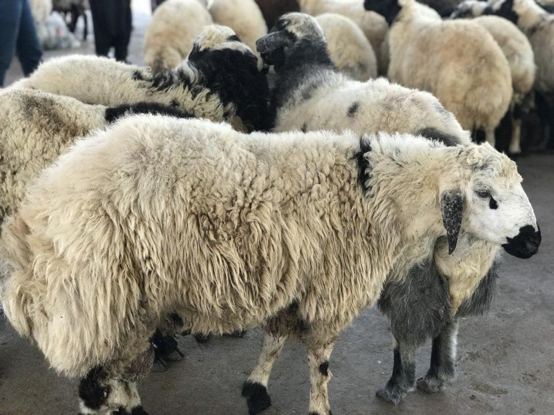 Siverek&rsquo;te Kurbanlıklar Pazara İndi