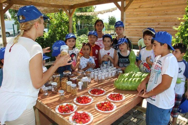 Ata Tohumları Aydın Büyükşehir İle Hayat Buluyor G1