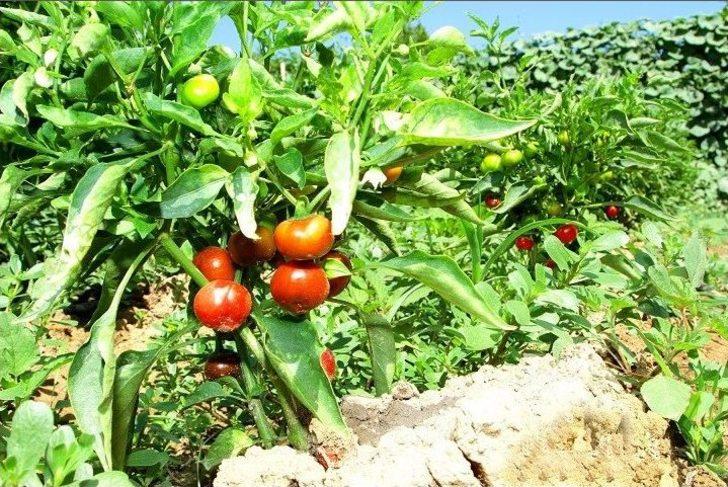 Ata Tohumları Aydın Büyükşehir İle Hayat Buluyor G4