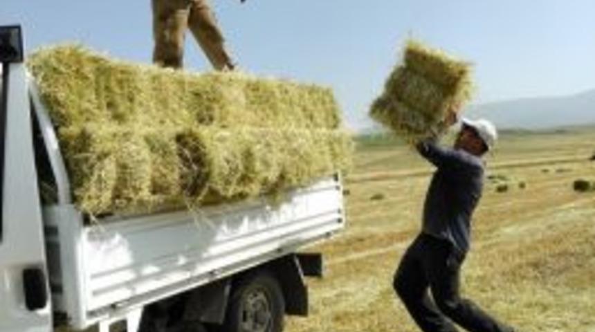 Ardahan&rsquo;da Kışlık Balyalar Toplanmaya Başladı