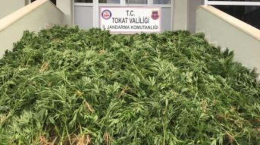 Mısır Ve Fındık Ekili Tarlalarda Kenevir Ele Ge&ccedil;irildi