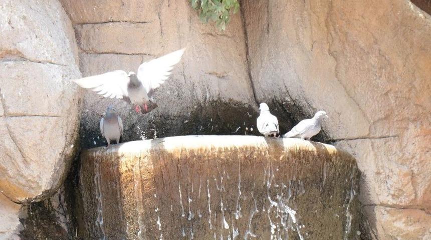 Hava Sıcaklıkları Etkisini Gösterdi, İnsanlar Gölgeliklere Kuşlar İse Su Bölgelerine Kaçtı