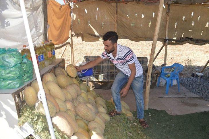 3 Ay Sattıkları Susuz Kavunla 1 Yıl Ev Geçindiriyorlar G1