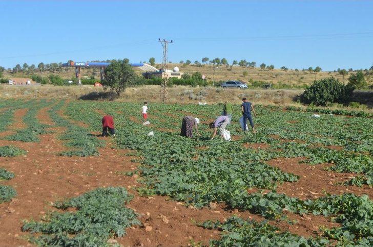 3 Ay Sattıkları Susuz Kavunla 1 Yıl Ev Geçindiriyorlar G3