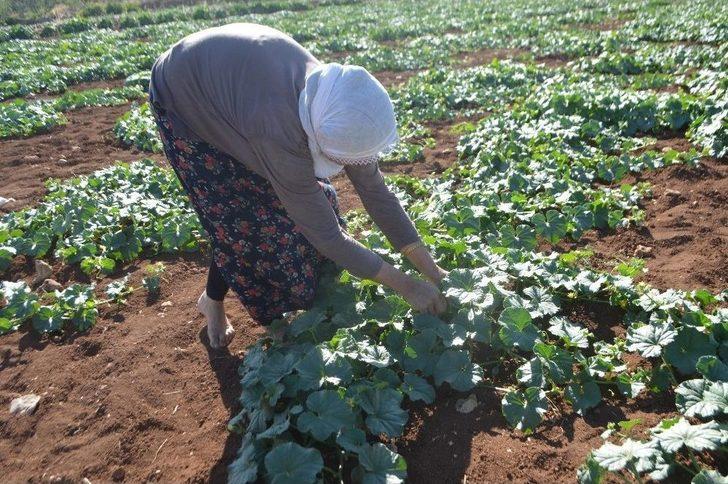 3 Ay Sattıkları Susuz Kavunla 1 Yıl Ev Geçindiriyorlar G4