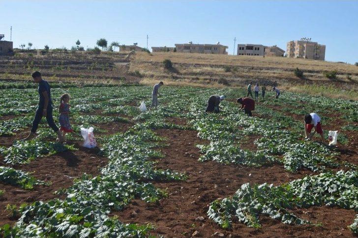 3 Ay Sattıkları Susuz Kavunla 1 Yıl Ev Geçindiriyorlar G5