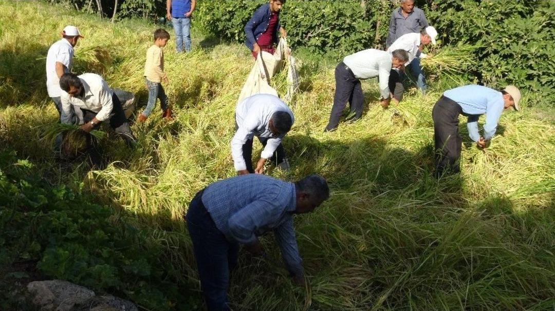 Gerc&uuml;ş&rsquo;te Orakla Pirin&ccedil; Hasadı
