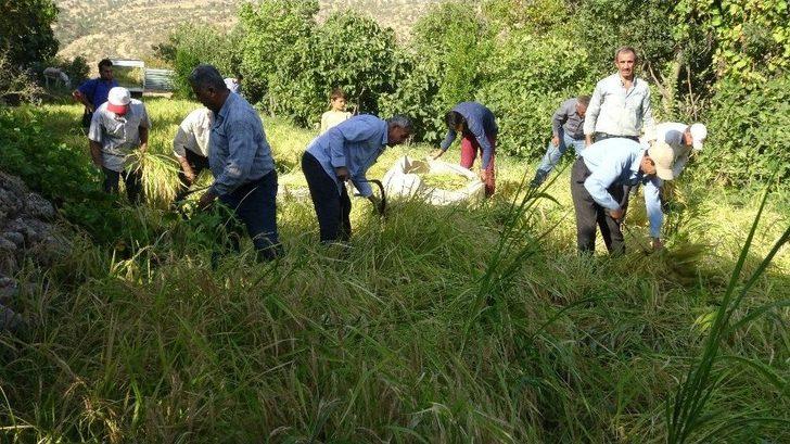 Gercüş’te Orakla Pirinç Hasadı G1
