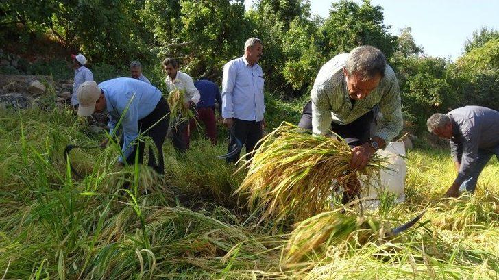 Gercüş’te Orakla Pirinç Hasadı G2
