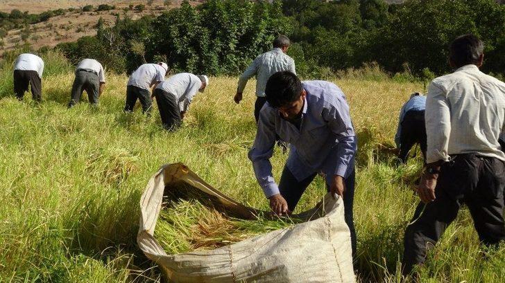 Gercüş’te Orakla Pirinç Hasadı G4