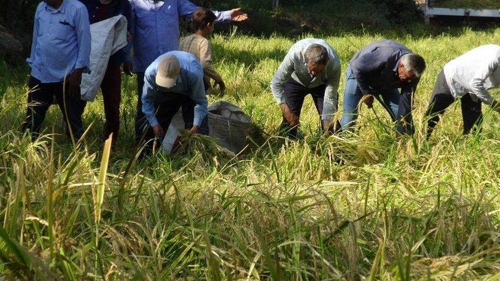 Gercüş’te Orakla Pirinç Hasadı G3