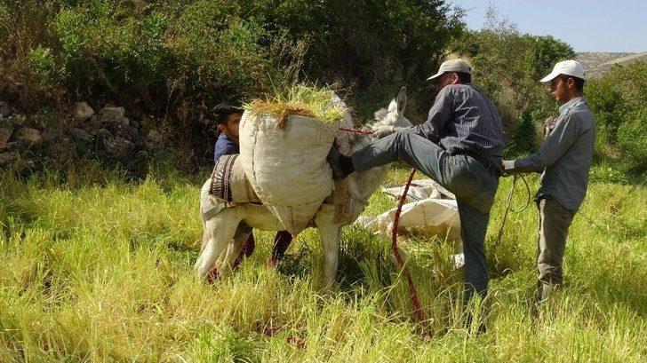 Gercüş’te Orakla Pirinç Hasadı G5