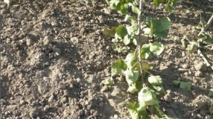 Siirt&rsquo;te Yaban Domuzları &Ccedil;ift&ccedil;ileri Mağdur Etti