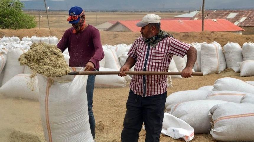 Muş&rsquo;ta Saman Sevkıyatı Başladı