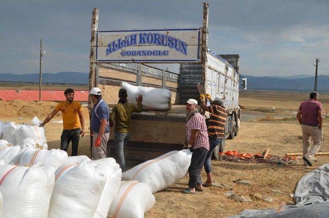 Muş&rsquo;ta Saman Sevkıyatı Başladı 1