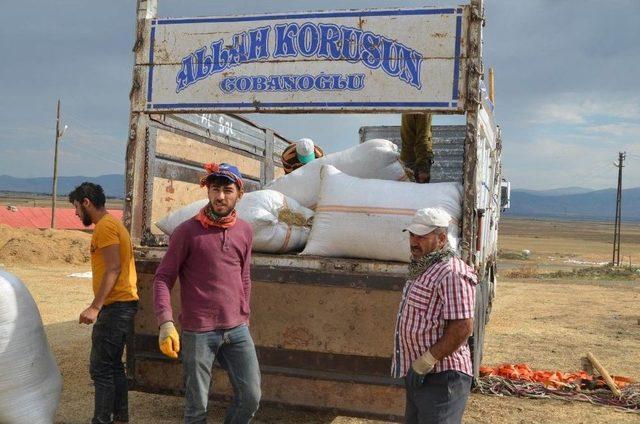 Muş&rsquo;ta Saman Sevkıyatı Başladı 2