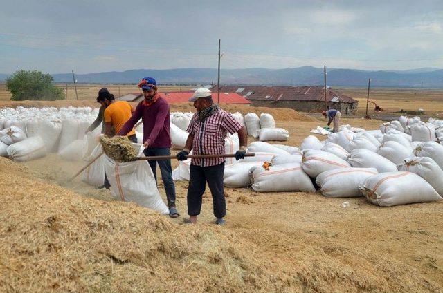 Muş&rsquo;ta Saman Sevkıyatı Başladı 3