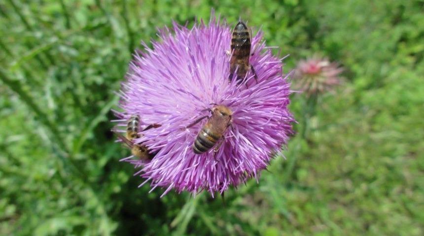 &Uuml;lkemizin Bal Orman Sayısı Hızla Artıyor
