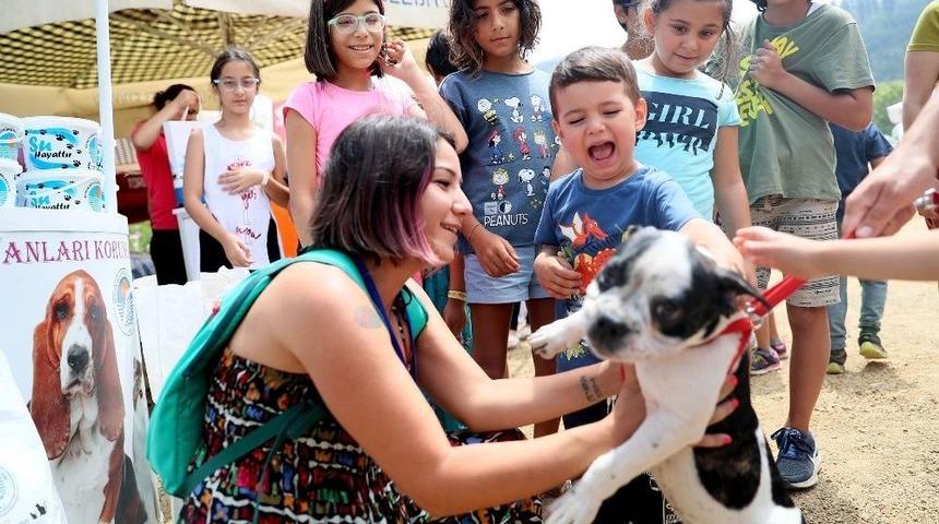Büyükşehir, Şaymana Fest’te Kedi Ve Köpekler İçin Stant Açtı