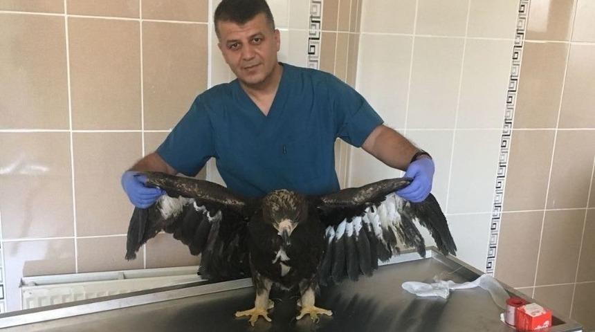 Kaya Kartalını B&ouml;yle Beslediler