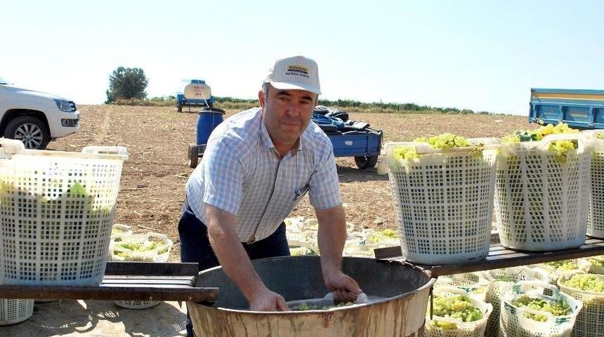 &Uuml;z&uuml;m Kesim İş&ccedil;i &Uuml;cretleri Belirlendi