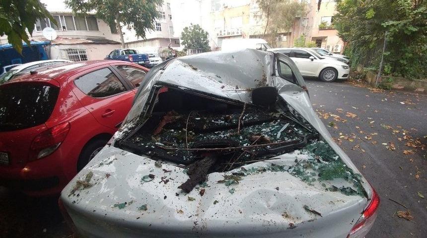 Şiddetli Yağan Dolu, Yarım Asırlık Ağacı Yerinden S&ouml;kt&uuml;