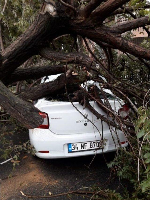 Şiddetli Yağan Dolu, Yarım Asırlık Ağacı Yerinden Söktü