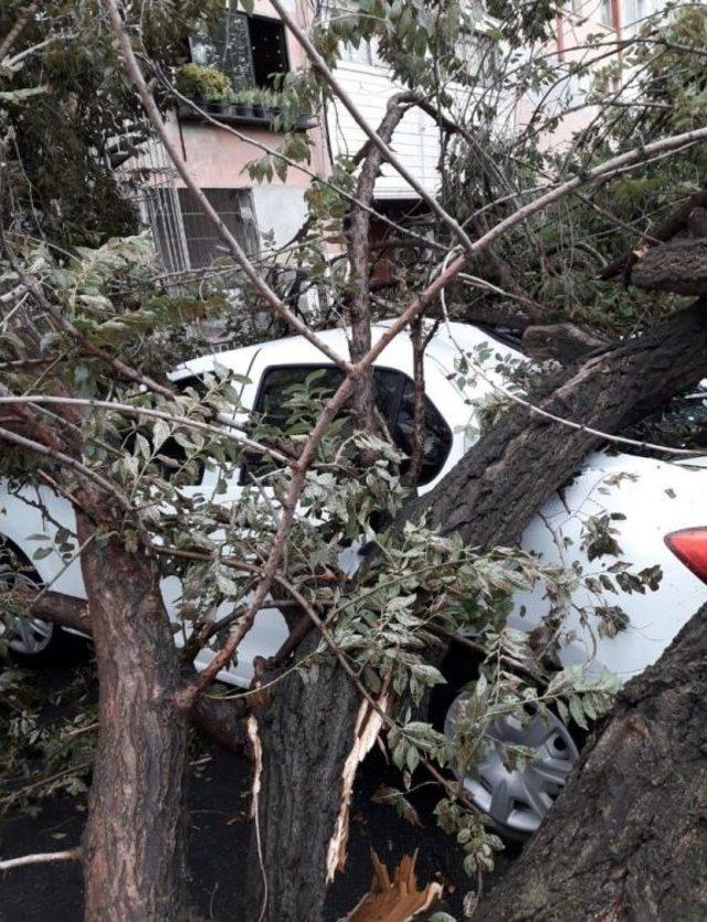 Şiddetli Yağan Dolu, Yarım Asırlık Ağacı Yerinden Söktü