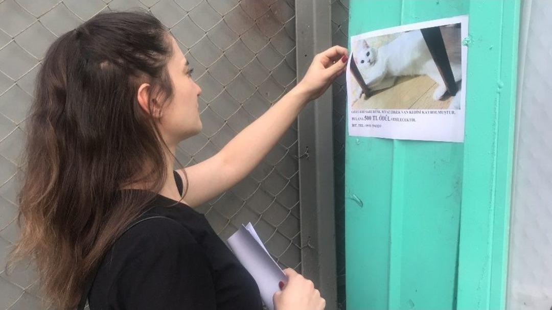 Gen&ccedil; Kadın Evden Ka&ccedil;an Kedisini Sokak Sokak Arıyor
