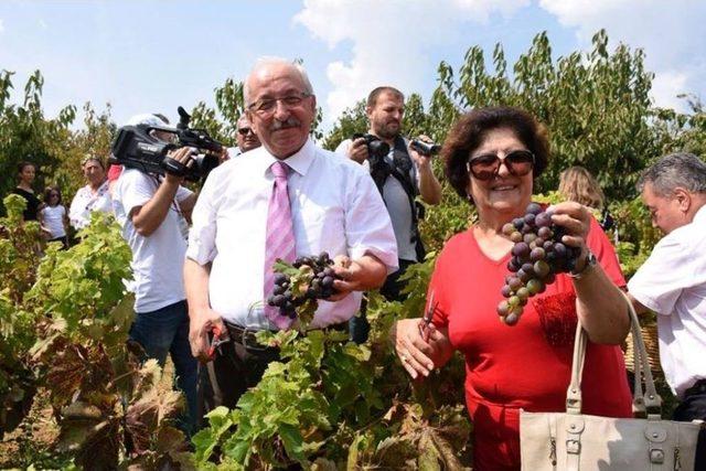 Şarköy Bağbozumu Ve Üzüm Festivali Düzenlendi