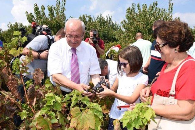 Şarköy Bağbozumu Ve Üzüm Festivali Düzenlendi