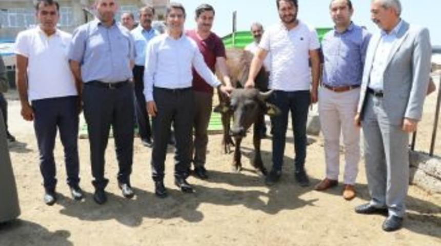 Ağrı&rsquo;da Gen&ccedil; &Ccedil;ift&ccedil;ilere Manda Dağıtımı Yapıldı