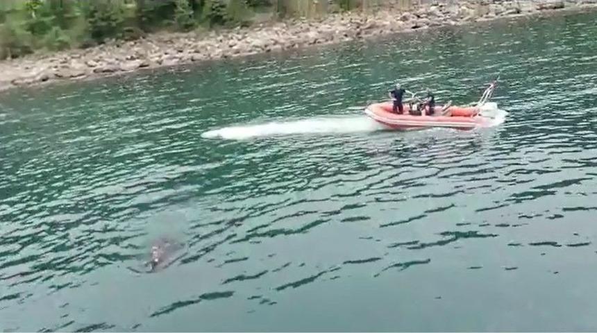 Kurbanlık Dana Bayramın Son Günü Denizde Yüzerken Bulundu