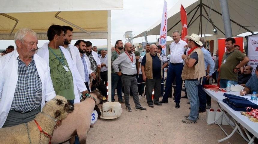 &rsquo;k&uuml;&ccedil;&uuml;kbaş Hayvan Ve Ekipmanları Tanıtım G&uuml;nleri&rsquo;nde &Ccedil;oban K&ouml;pekleri Ve Ko&ccedil;lar Yarıştı