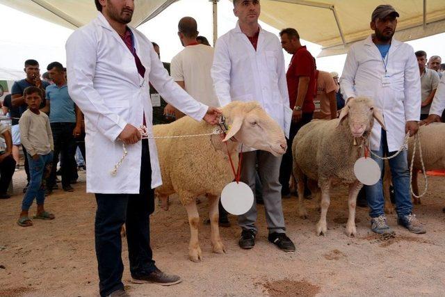 ’küçükbaş Hayvan Ve Ekipmanları Tanıtım Günleri’nde Çoban Köpekleri Ve Koçlar Yarıştı