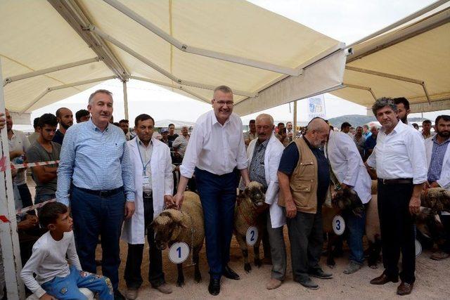 ’küçükbaş Hayvan Ve Ekipmanları Tanıtım Günleri’nde Çoban Köpekleri Ve Koçlar Yarıştı