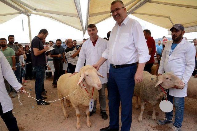 ’küçükbaş Hayvan Ve Ekipmanları Tanıtım Günleri’nde Çoban Köpekleri Ve Koçlar Yarıştı