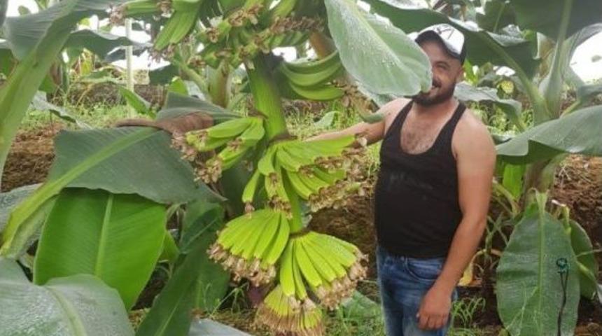 Kepez&rsquo;de De Muz Hasadı Başlayacak