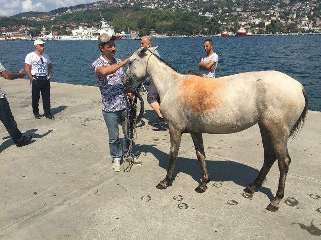 Sarıyer’de At Denize Düştü