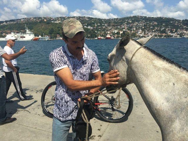 Sarıyer’de At Denize Düştü