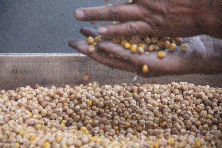 Ağın Leblebisine Talep Çoğaldı, Üretim Yüzde 300 Arttı G4