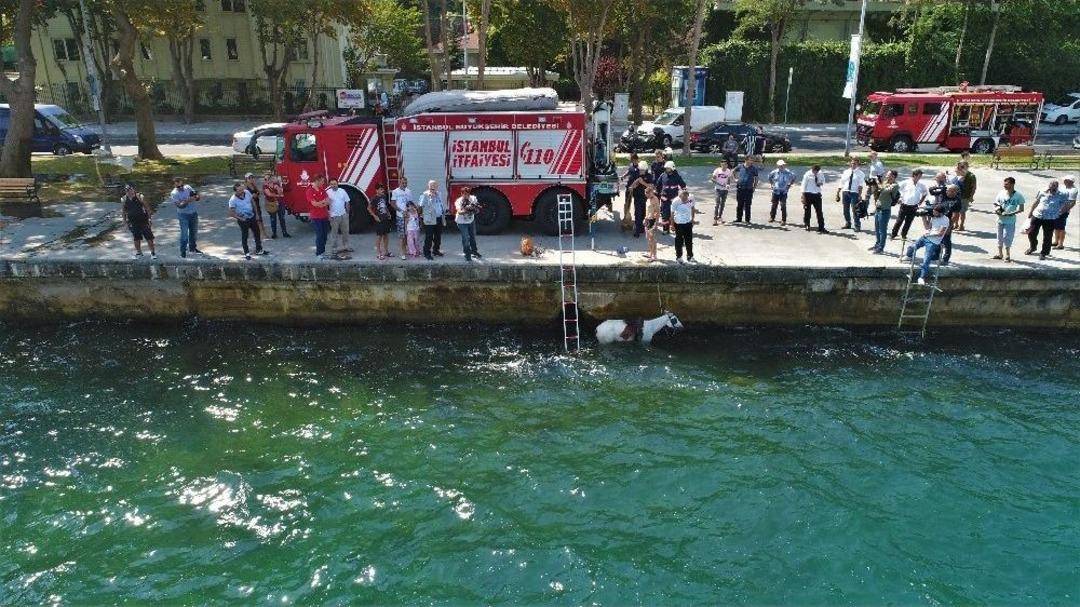 Sariyer&rsquo;de Denize D&uuml;şen Atın Kurtarılma Anı Havadan G&ouml;r&uuml;nt&uuml;lendi