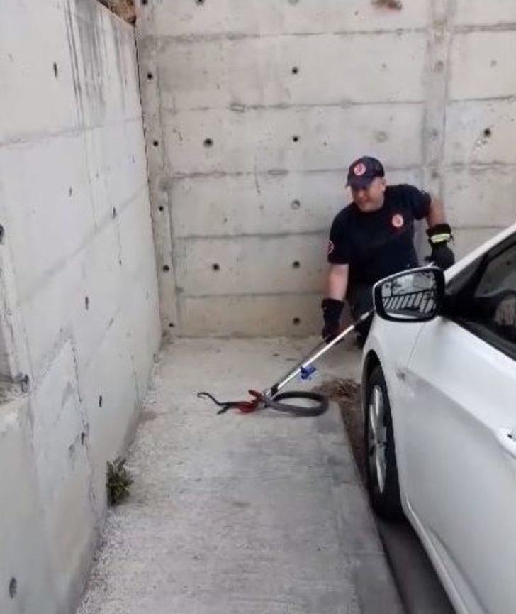 Hastane Bahçesinde Kara Yılan Yakalandı G1